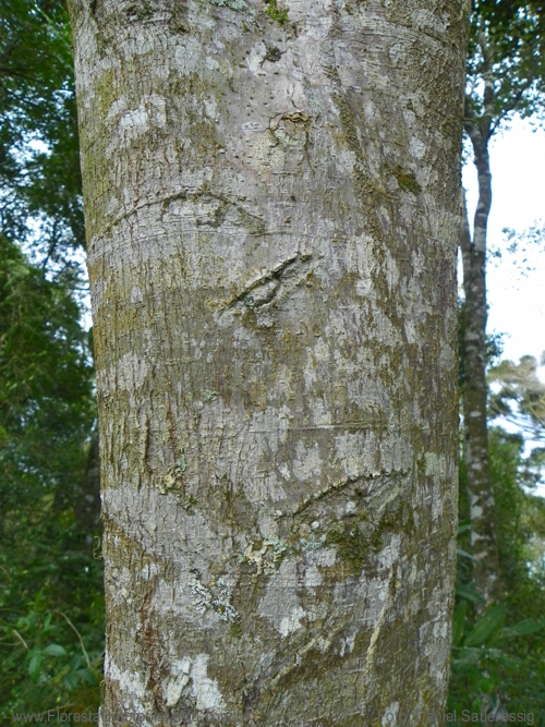 Ficus luschnathiana (Miq.) Miq.